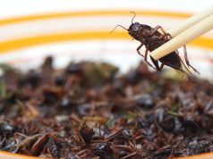 Bugs for Dinner? Here’s What You’ve Been Missing