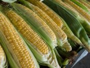 6 Truths About Corn That May Shock You