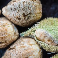 cannabis seeds. Close-up. top view.