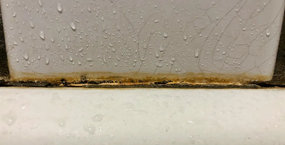 Mold Alert: What That Musty Smell Could Mean for Your Health