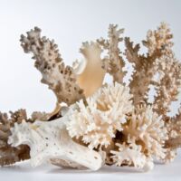 Firefly_coral 684134