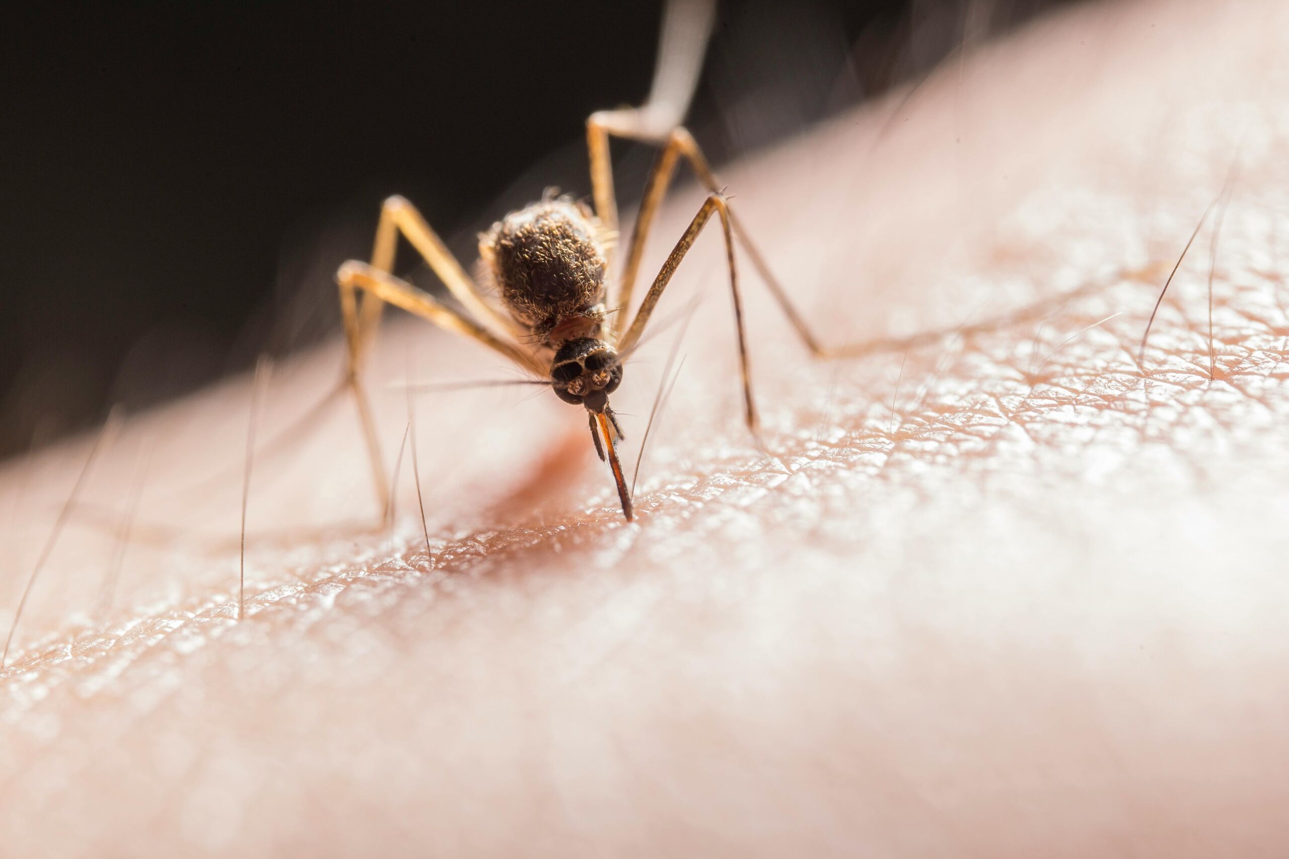 Two New West Nile Cases Raise Risk in Massachusetts