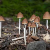 pexels-yz-zzz-1296646107-33930898