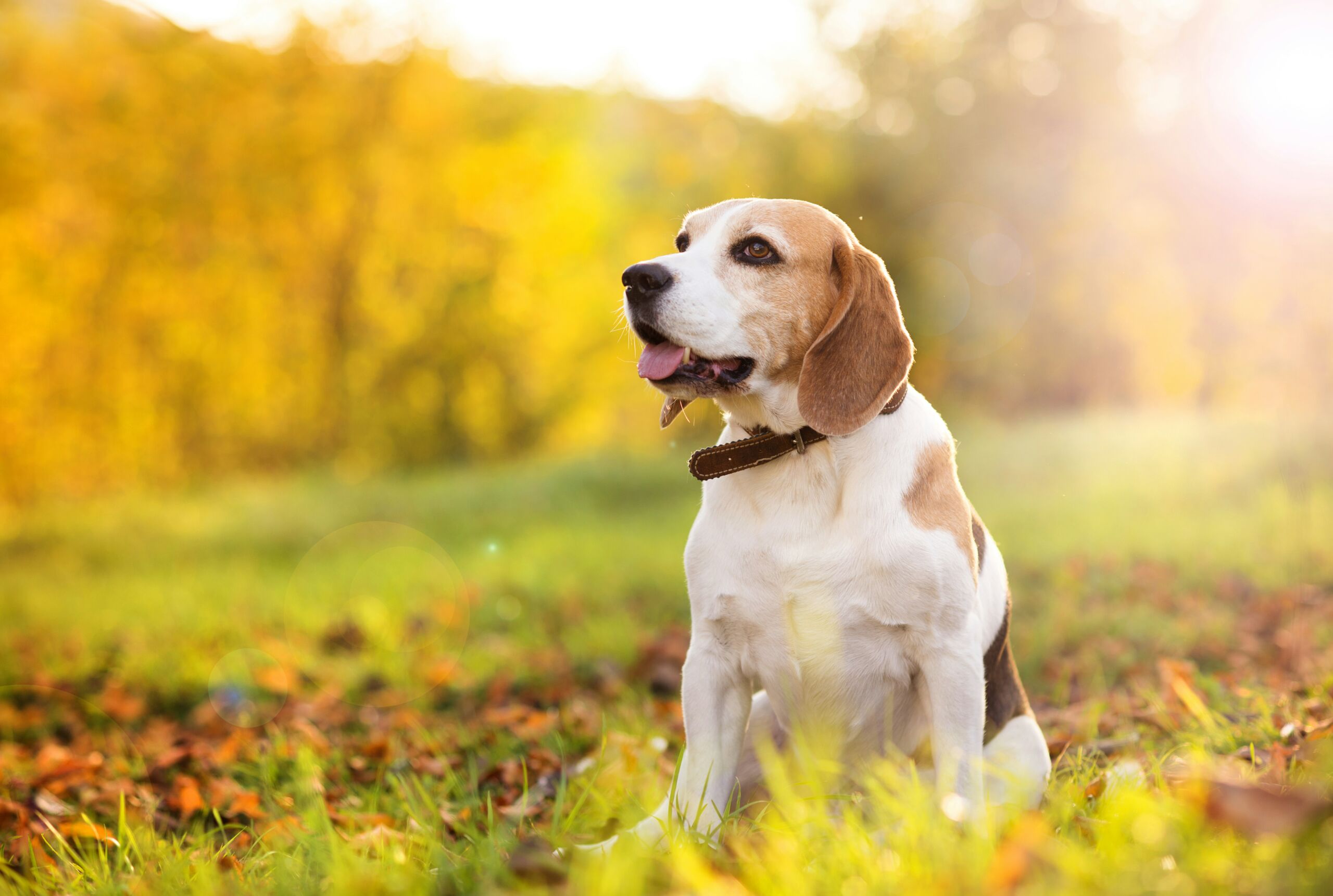 Foods Vets NEVER Give Their Pets