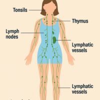 lymphh system