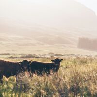 jill-dimond-DUjXBH5BcO4-unsplash