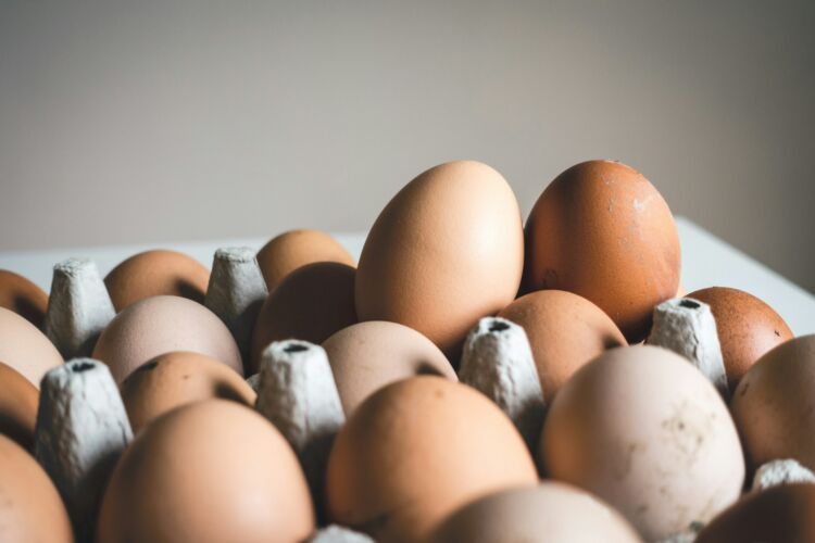 Cage-Free and Free-Range Mean Less Than the Carton Suggests