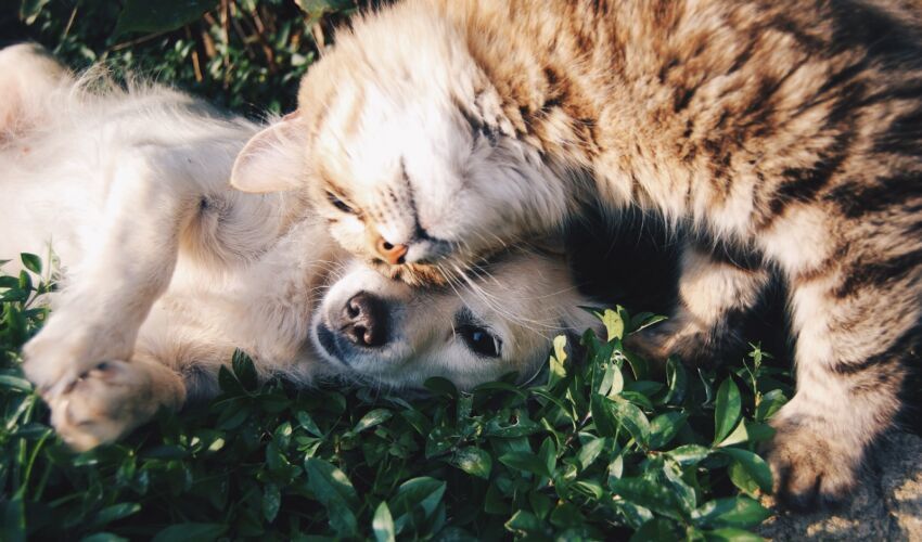 Vet Bills Now Rival Human Deductibles — And Pet Insurance Fine Print Matters